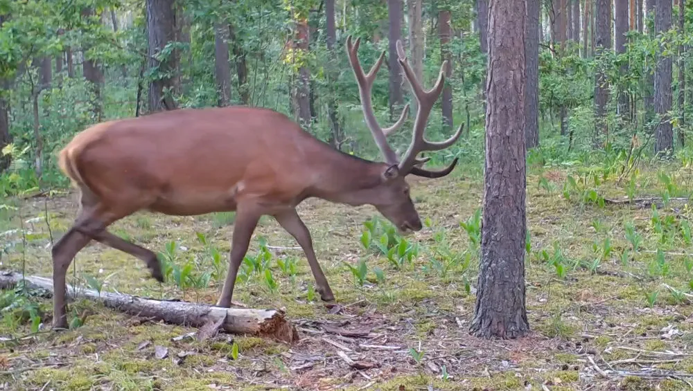 Любителей природы восхитил благородный олень на видео из заповедника «Брянский лес»