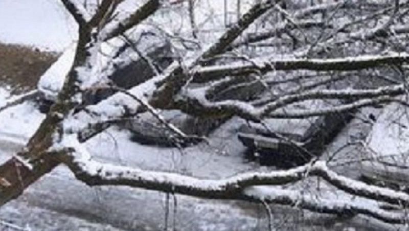 В Брянске во дворе многоэтажного дома на проспекте Московском рухнуло огромное дерево