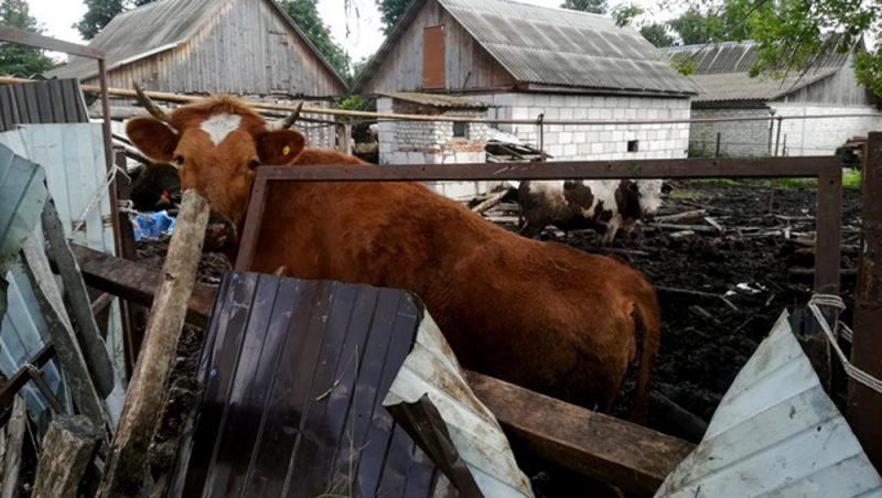 В Севске суд обязал владельца хозяйства содержать коров в чистоте и порядке