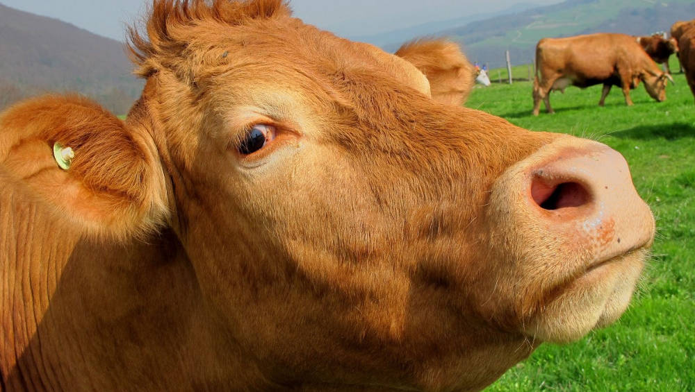 В Навлинском районе землевладелец не сумел взыскать с фермера 16 млн рублей за выпас коров