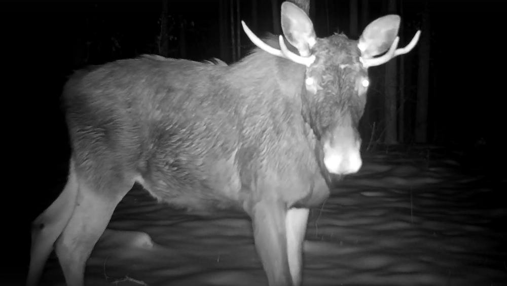В заповеднике «Брянский лес» сняли на видео ночную жизнь лося с «серьгой»