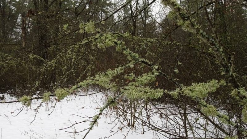 Стартовал сбор предложений по поводу создания лесопаркового зеленого пояса вокруг Брянска