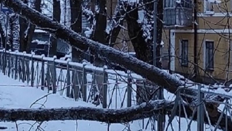 В брянском посёлке Белые Берега возле школы № 29 рухнуло дерево