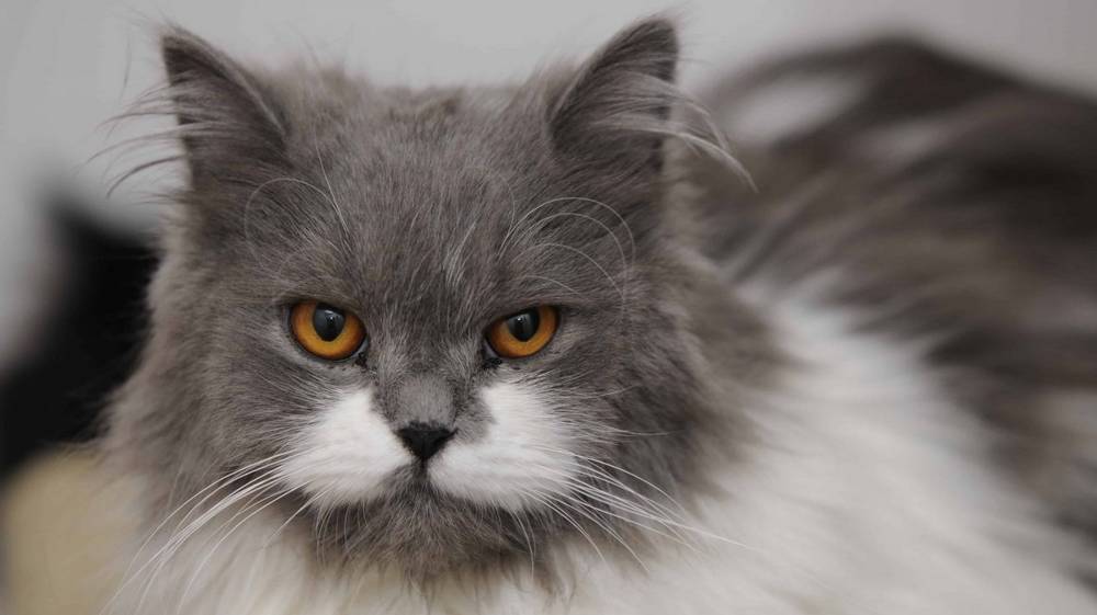 В Брянске неизвестные живодёры покалечили кота арматурой