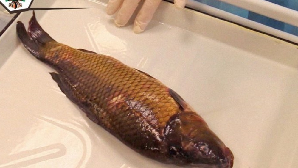 В Брянске выявили зараженную возбудителями паразитарных заболеваний рыбу из Смоленска