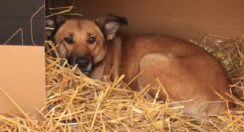 В Брянске около 120 собак из построенного приюта на улице Почтовой забрали новые хозяева