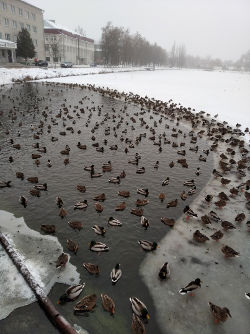 В Новозыбкове сфотографировали огромное скопление диких уток на городском озере
