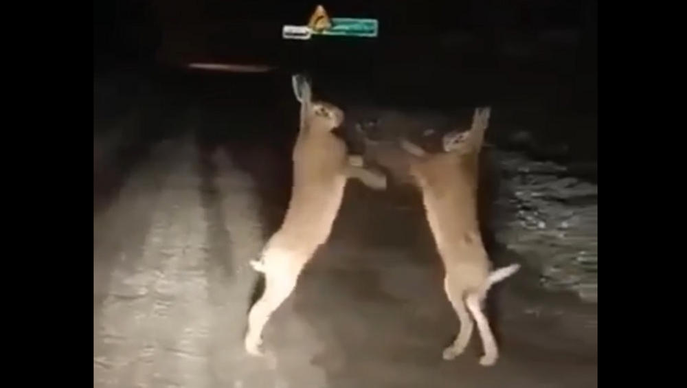Видео схватки двух зайцев на ночной дороге привлекло внимание пользователей сети