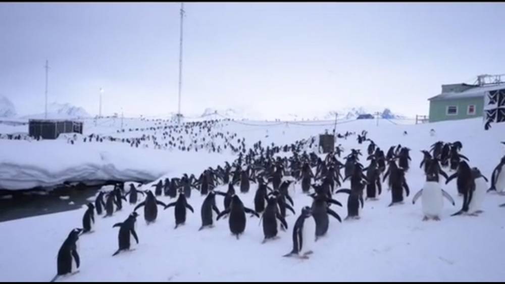 Украинцы попали в окружение пингвинов и стали для спасения копать 3-метровые рвы в снегу