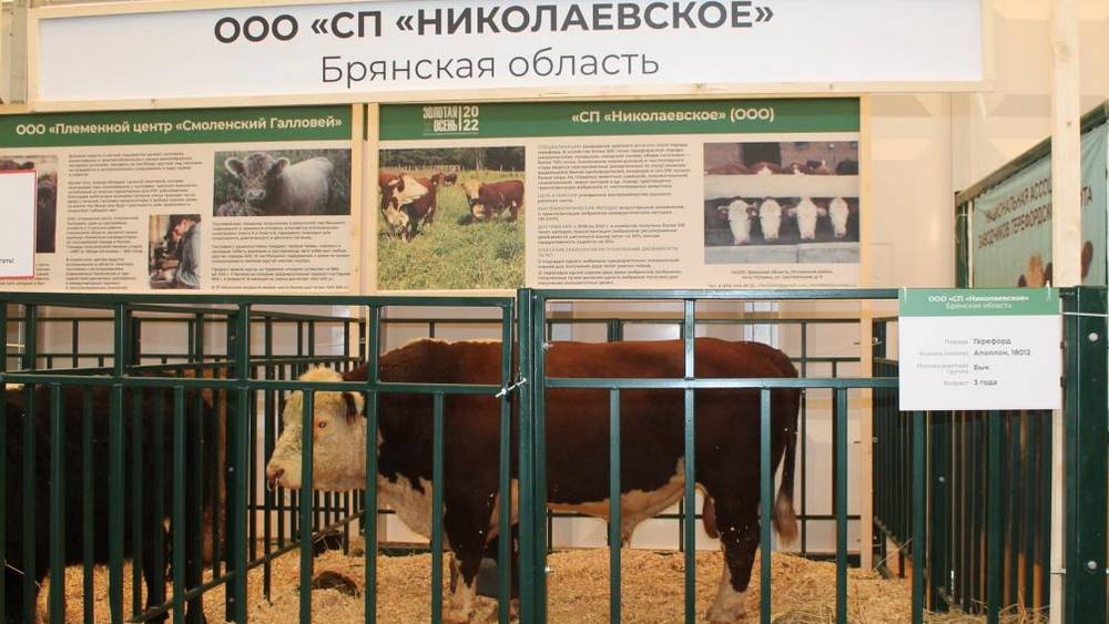 Мясным скотоводством в Брянской области стали заниматься 15 предприятий