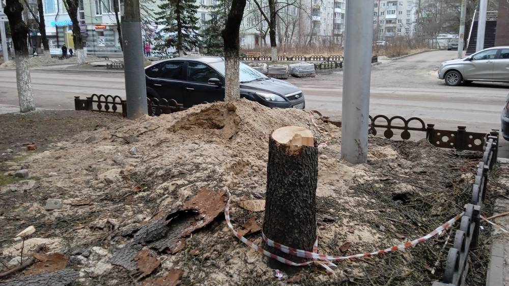В Брянске на улице Куйбышева спилили ели возле чугунных заборов