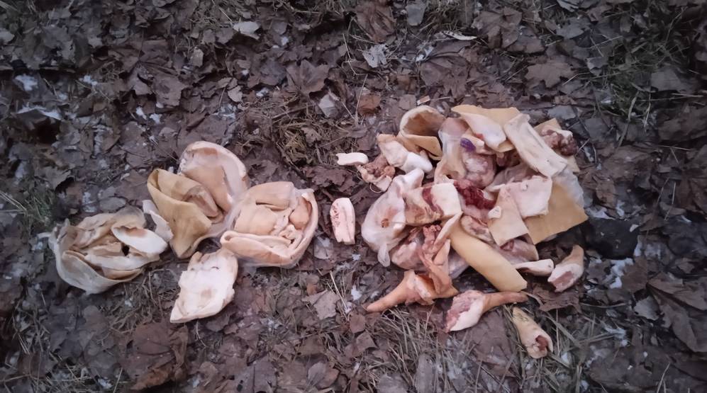 В Брянске возле рынка на Авиационной выбросили гору мяса − собаки отказались его есть