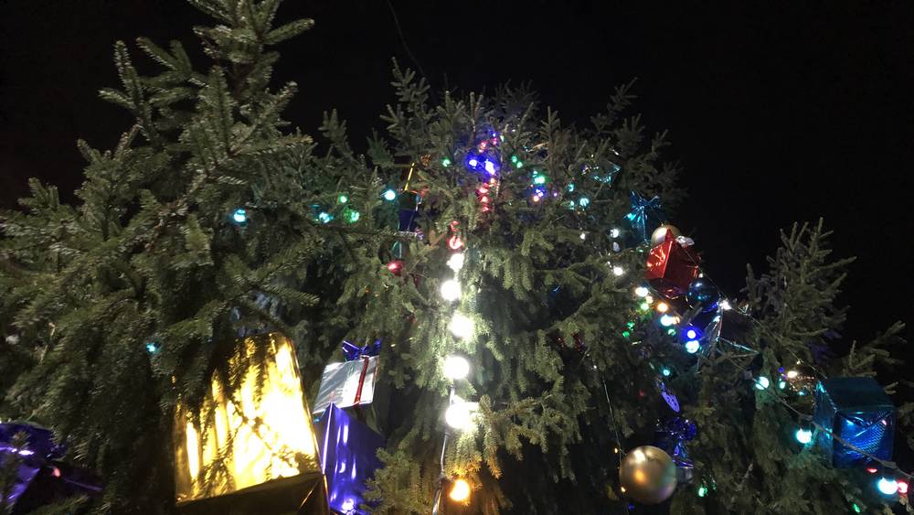 Жителей Брянска попросили найти главную новогоднюю ель высотой 14-16 метров 