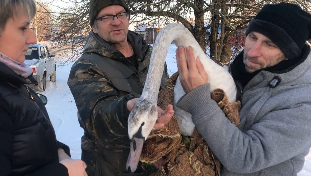В Климове неравнодушные люди спасли замерзавшего на льду озера лебедя