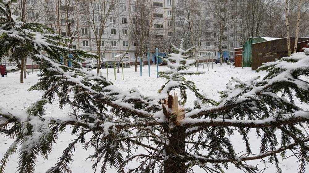 Брянская прокуратура рассказала, как законно срубить новогоднюю ель в лесу