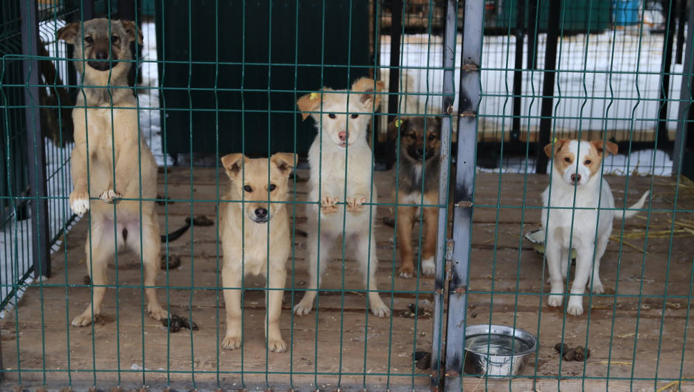 В Брянском муниципальном приюте для собак в полтора раза увеличат число мест