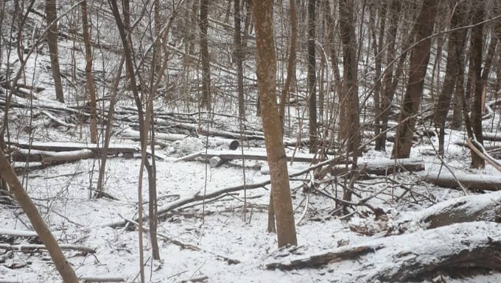 Суд приказал администрации Брянска убрать поваленные деревья в роще Соловьи