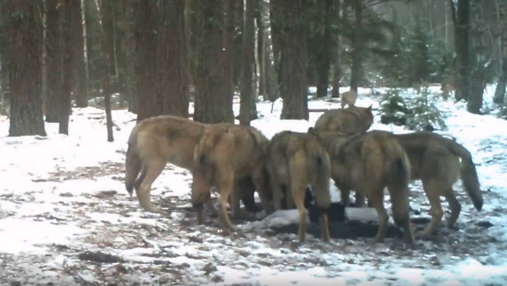 В заповеднике «Брянский лес» фотоловушка сняла большую стаю из пятнадцати волков