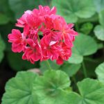 На улицах и в парках Брянска в этом году высадят около 400 тысяч цветов