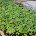 На улицах и в парках Брянска в этом году высадят около 400 тысяч цветов