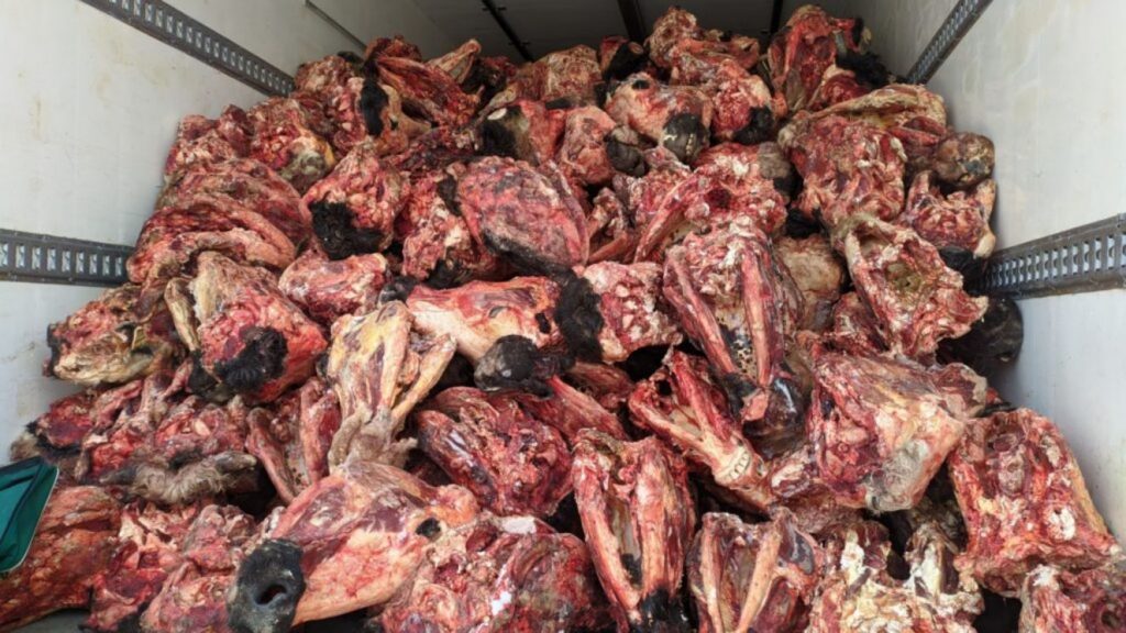 Брянским таможенникам в качестве «трофеев» достались 10 тонн замороженных голов скота