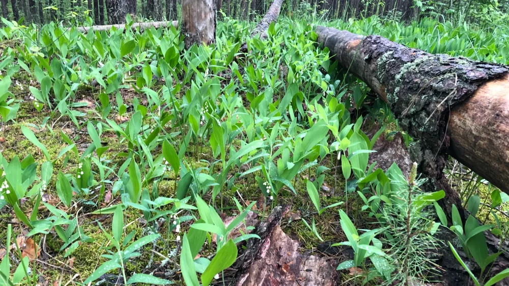В Брянской области в 2022 году на 12,4 процента нарастили лесозаготовку
