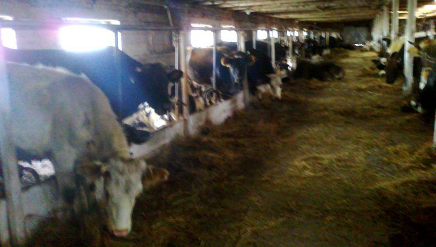 В Брянской области суд потребовал от владельца больной лейкозом коровы сдать ее на убой