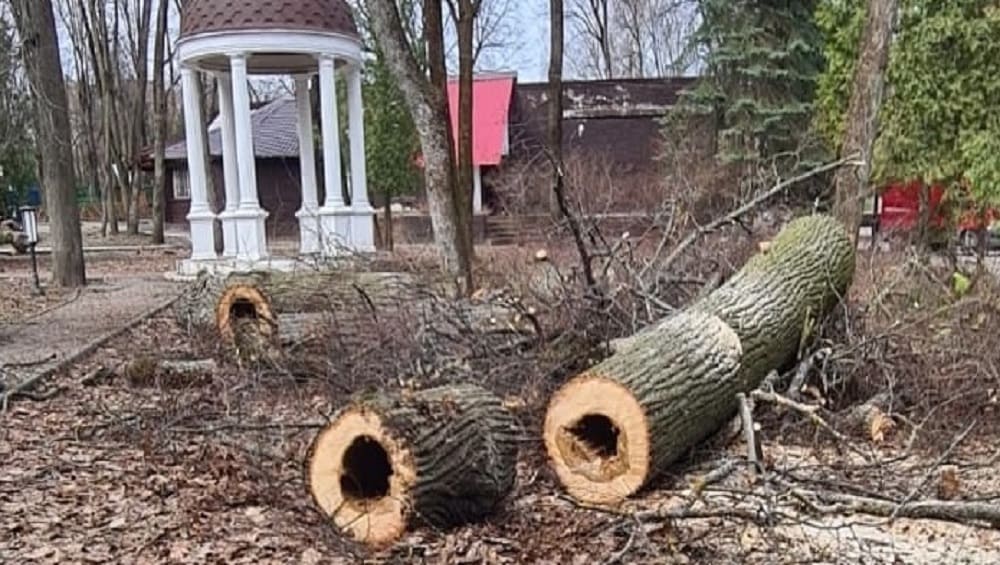 В брянском парке Толстого провели кронирование и санитарную обрезку деревьев