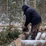 Жительница Брянска провернула аферу с вырубкой леса на 14,4 млн рублей
