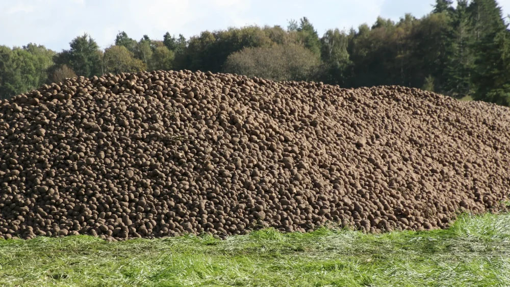 Жителей Брянской области предупредили о снижении урожая картофеля на 300 тысяч тонн
