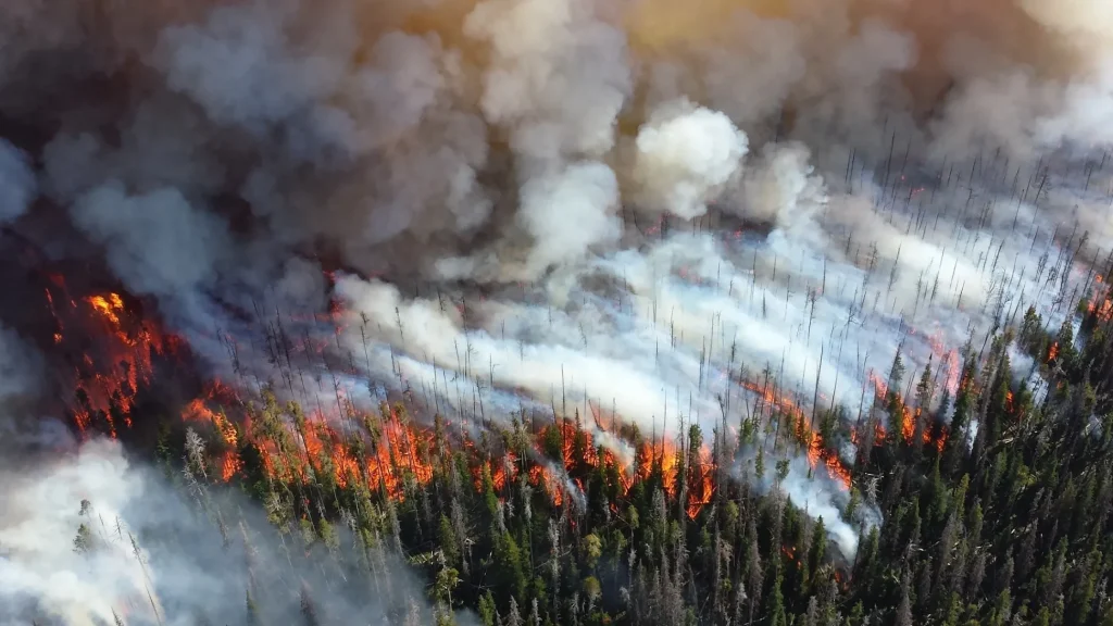 Губернатор Брянской области Богомаз утвердил план тушения лесных пожаров в 2023 году