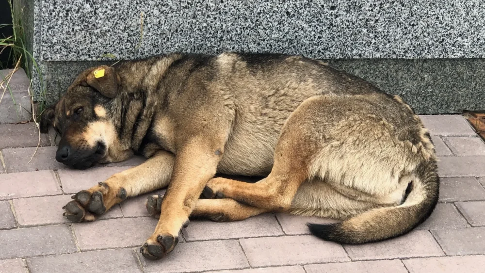 Управление ветеринарии установило порядок защиты брянцев от агрессивных бездомных собак
