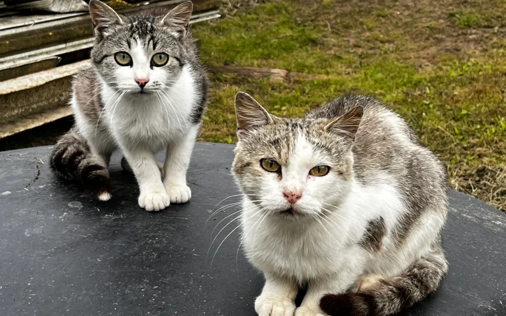 В Новозыбкове на территории детского сада обнаружили несколько отравленных котов