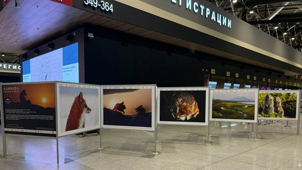 В аэропорту Шереметьево устроили выставку брянского фотографа Дмитрия Шпиленка