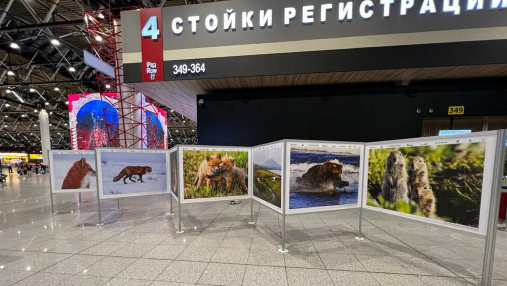 В аэропорту Шереметьево устроили выставку брянского фотографа Дмитрия Шпиленка