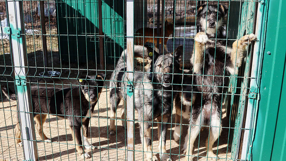 В апреле в брянском приюте для собак заработает своя операционная