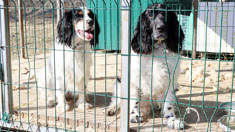 В апреле в брянском приюте для собак заработает своя операционная
