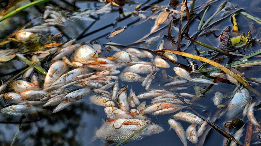 Рыба не выживет без помощи человека: рассказывает эколог Юрий Коробов