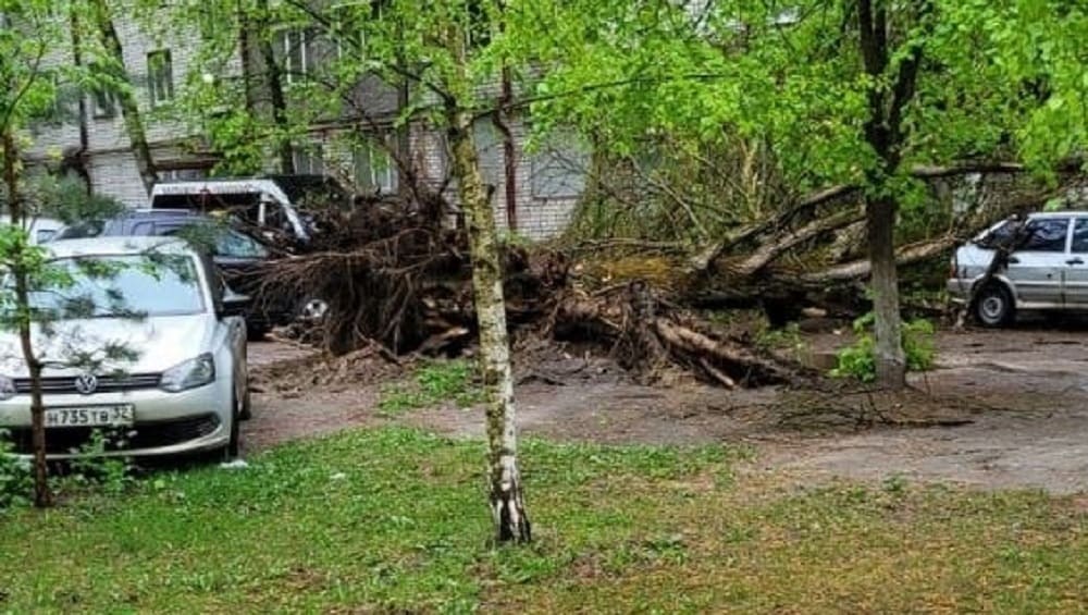 В Брянске во дворе дома на проспекте Московском дерево упало на припаркованные автомобили
