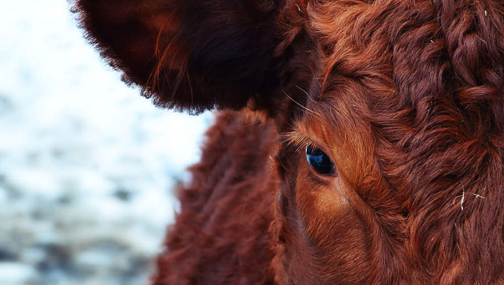 В Брянской области при погрузке скота получил тяжелую травму животновод