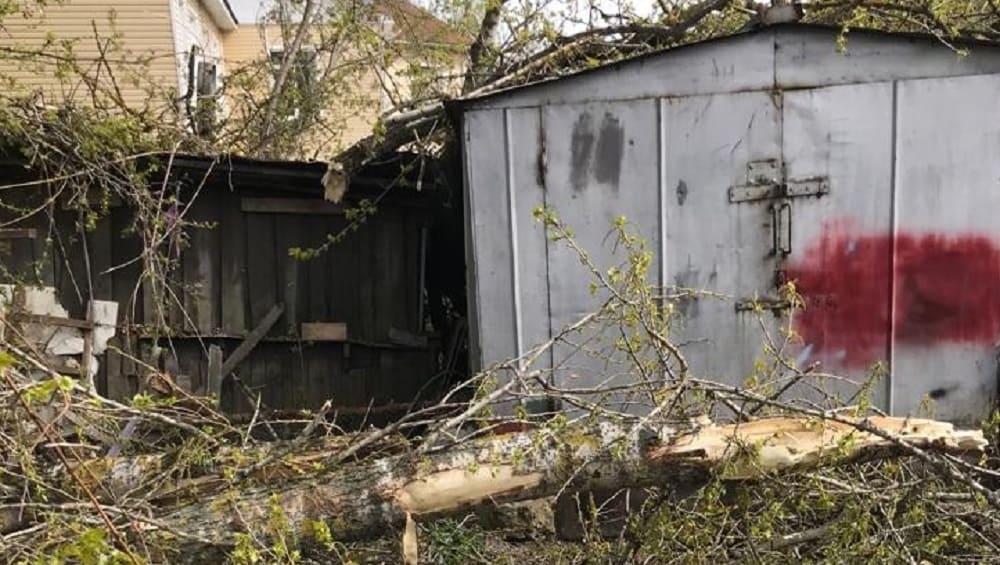 В Брянске во дворе многоэтажного дома на улице Урицкого рухнули два дерева
