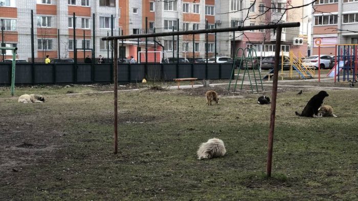 В Брянске жители нашли необычный способ усмирить стаи агрессивных собак