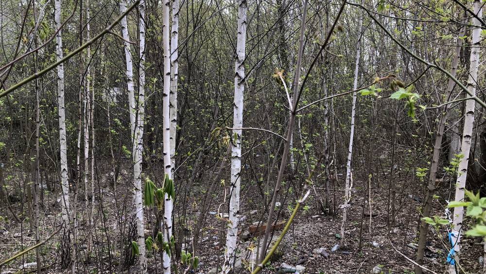 В самом центре Бежицкого района Брянска вырос скрытый от людских глаз лес