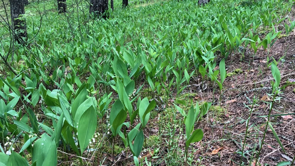 В Брянске стали продавать первые ландыши