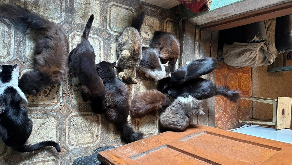 Брянский приют «Второй шанс» принял участие в спасении кошек Донбасса