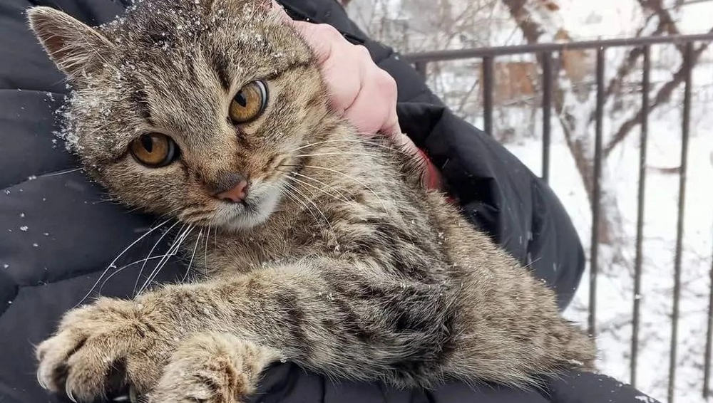 Брянский приют «Второй шанс» принял участие в спасении брошенных кошек Донбасса