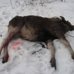 В Брянской области застреливший лося браконьер предстанет перед судом