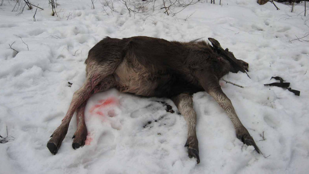 Брянский областной суд подтвердил приговор застрелившему лося 49-летнему браконьеру