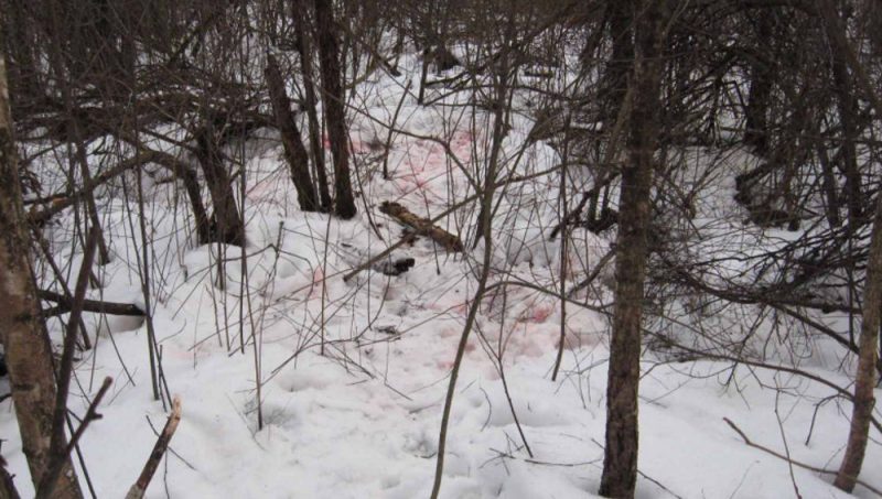 В Брянской области застреливший лося браконьер предстанет перед судом