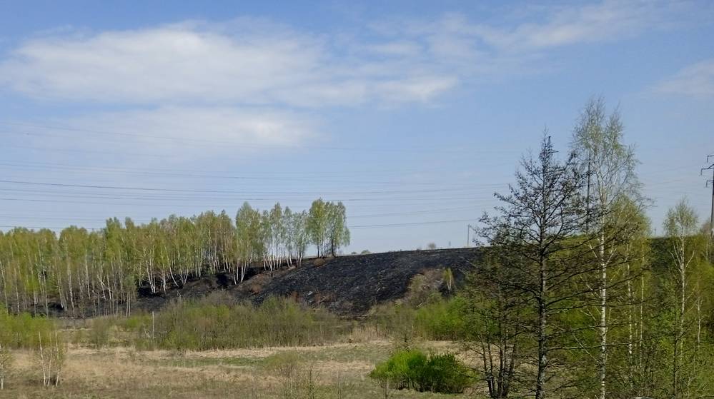 В Брянской области за сутки стали выявлять около десятка природных пожаров